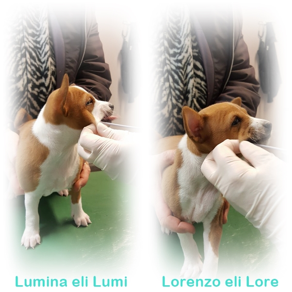Lumi-Lore_page-copy.jpg